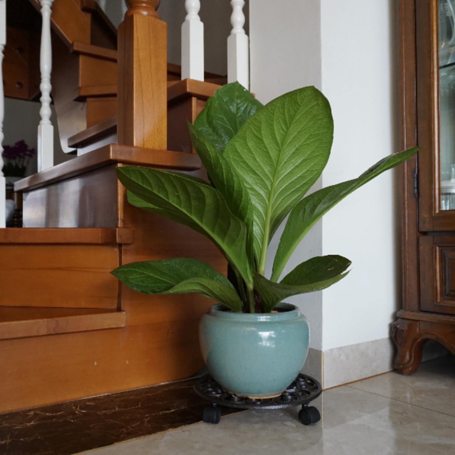FLORWOD styled indoor greenery on caddies showing decorative lift and tidy display