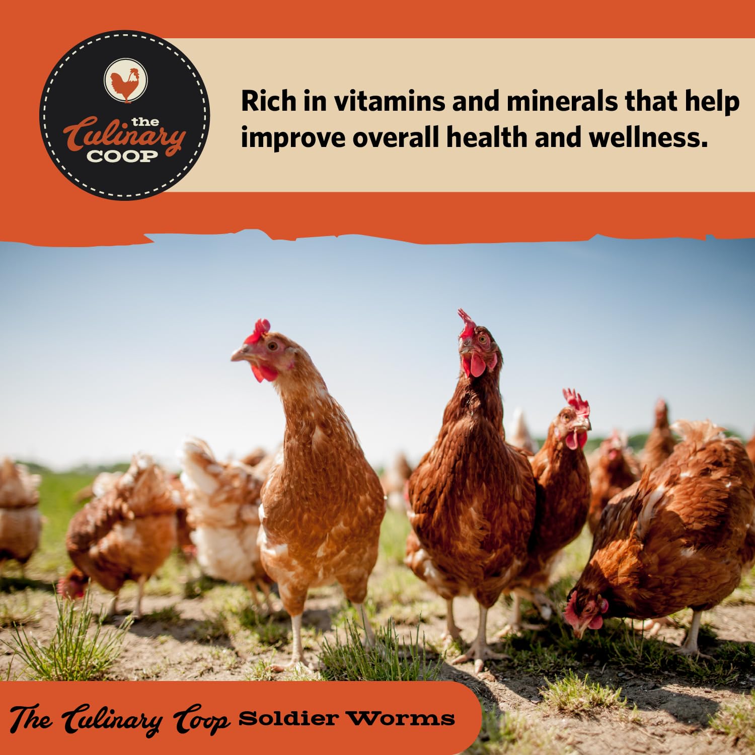 Fluker's chickens eating treats encouraging natural foraging behavior