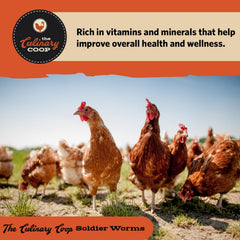 Fluker's chickens eating treats encouraging natural foraging behavior