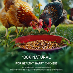 FLYGRUBS close-up of dried larvae texture, highlighting nutrient-dense appearance