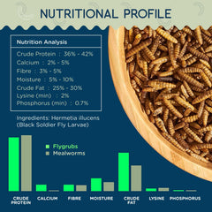 FLYGRUBS larvae close-up texture showing dried pieces and high-protein appearance benefit