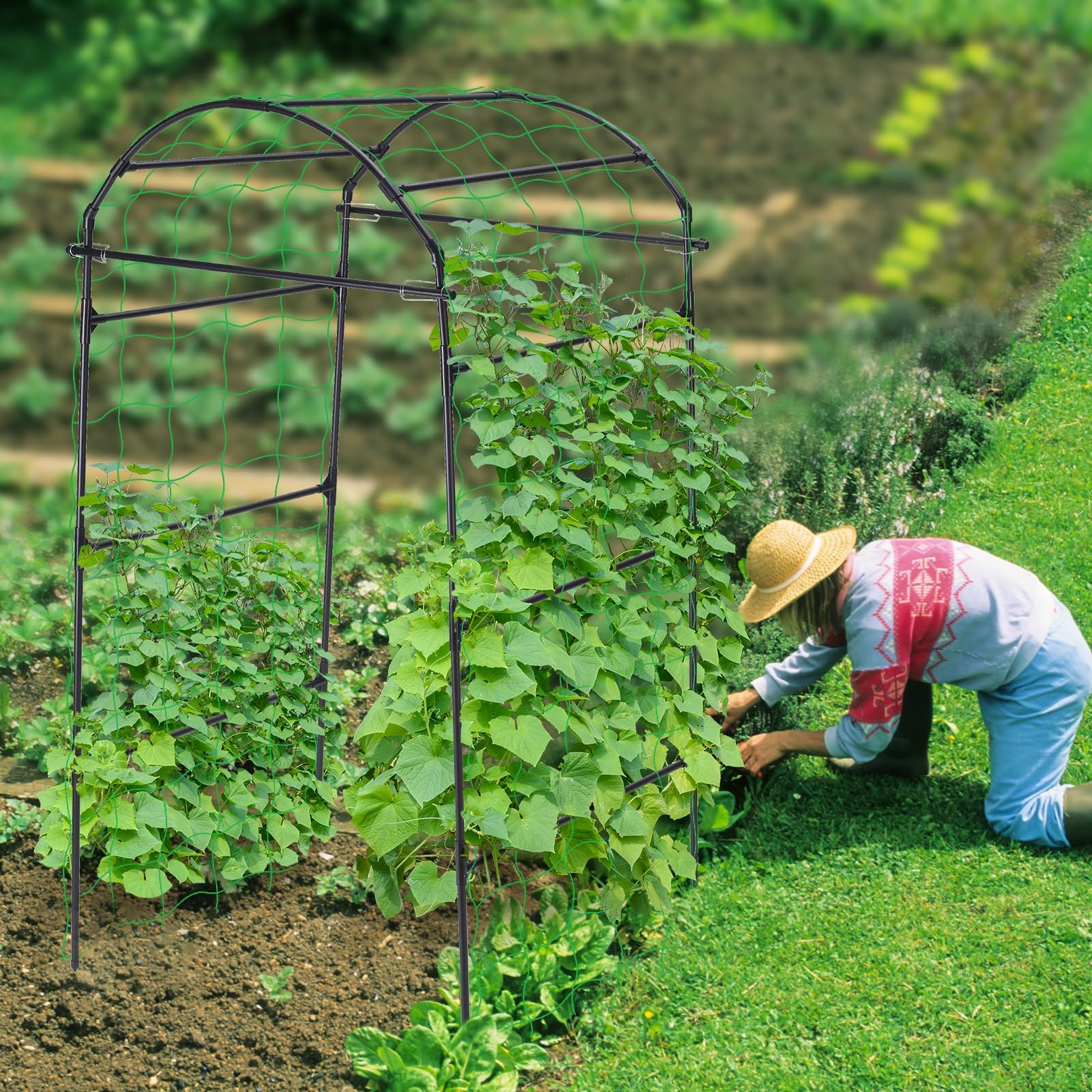 FOLLOOK arch supporting cucumbers demonstrating cleaner, easier harvest