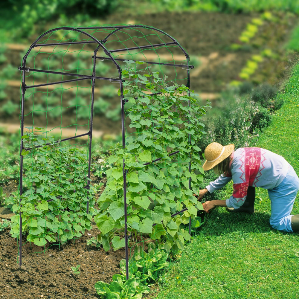 FOLLOOK arch supporting cucumbers demonstrating cleaner, easier harvest