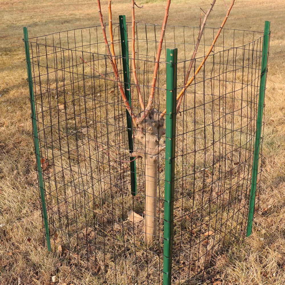 FOREHOGAR fence next to measuring tape showing 36 inch height and 25 foot roll length for scale