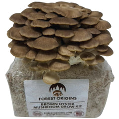 Forest Origins front packaging showing ready-to-grow brown oyster kit and clear instructions