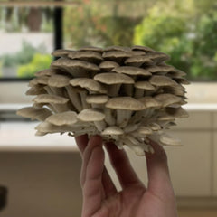 Forest Origins kit being misted to show proper daily care and humidity benefit