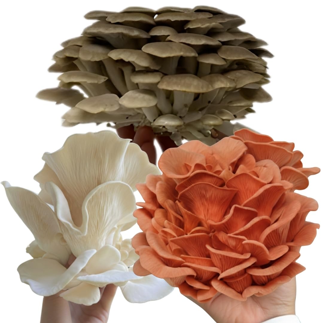 Forest Origins brown oyster texture detail highlighting firm caps and utility
