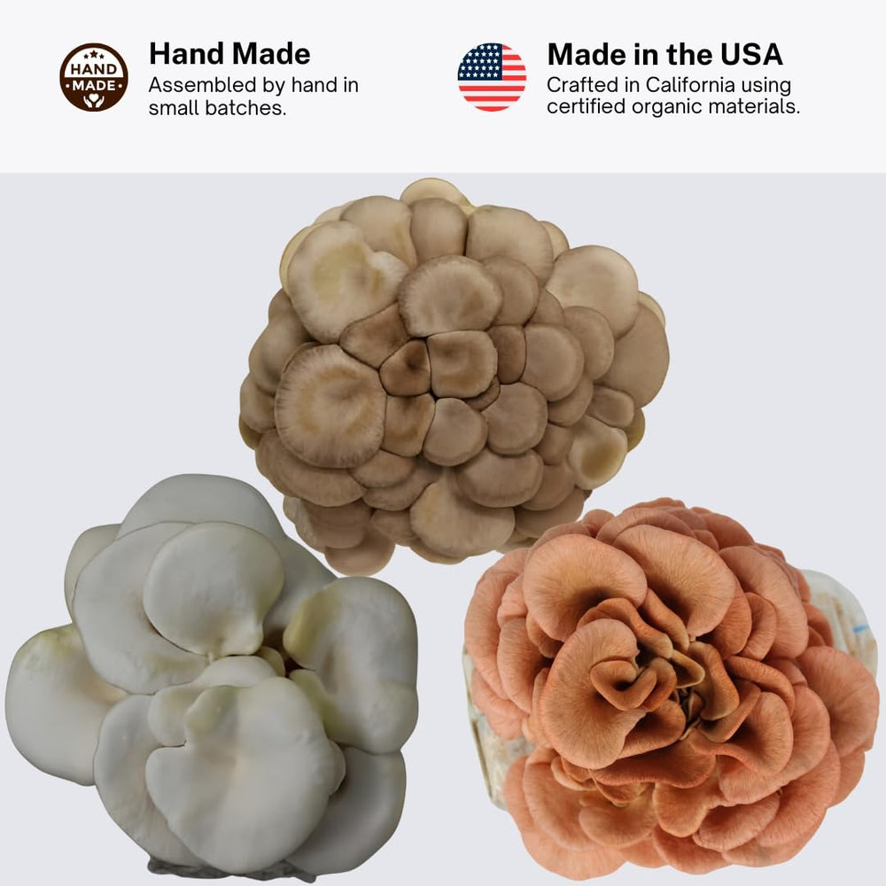 Forest Origins size and scale comparison with hand to show block dimensions
