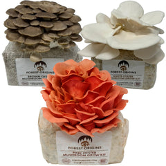 Forest Origins front packaging showing three oyster blocks and benefits