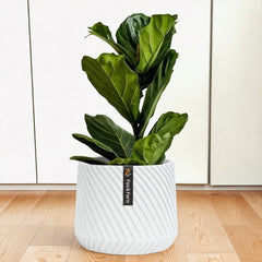 Fox & Fern matte white planter front view showing clean silhouette and stability