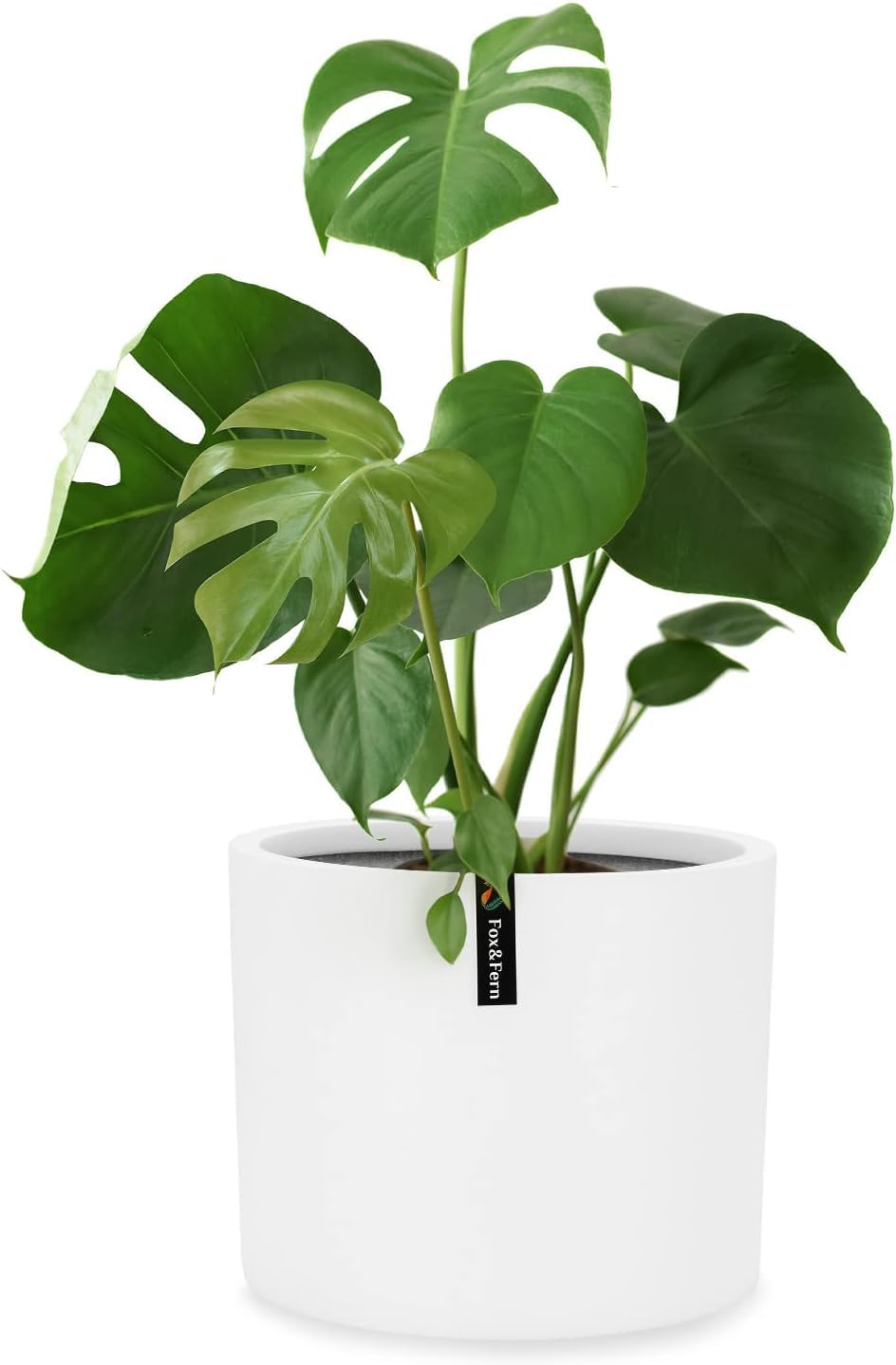 Fox & Fern front view showing sleek matte white pot and balanced proportions
