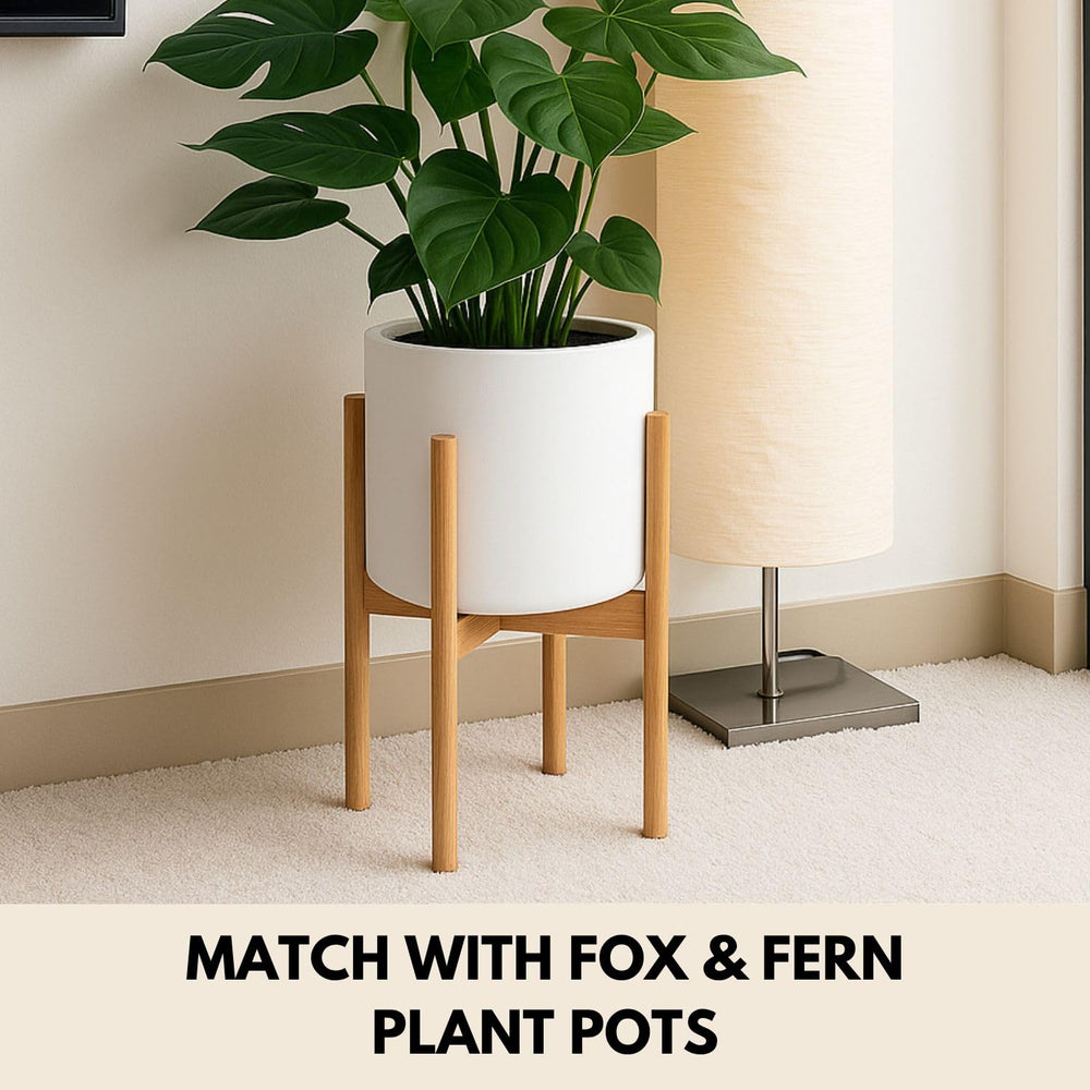 Fox & Fern stand holding 12-inch snake plant elevates room greenery