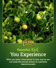 FoxFarm Happy Frog being applied under a citrus canopy for root health