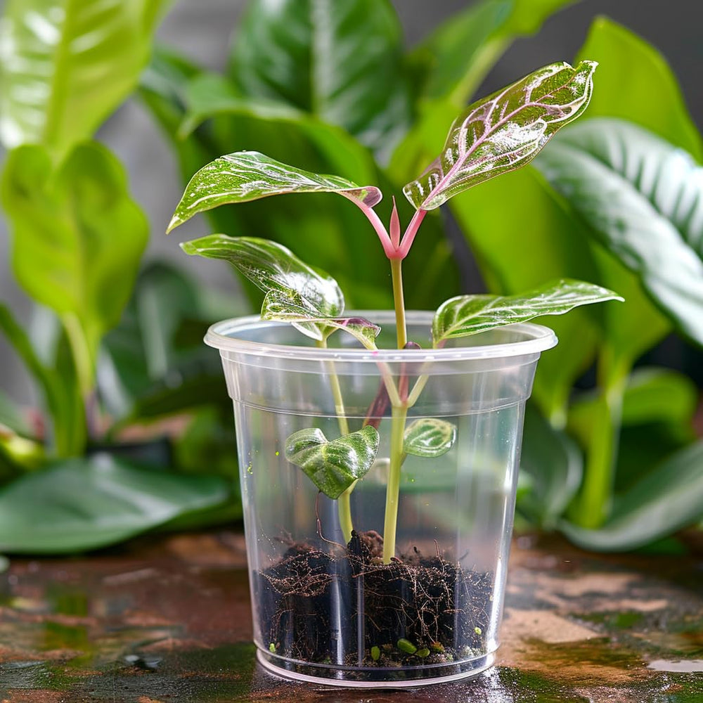 FUIJOL on a potting bench in use for quick transplanting and propagation