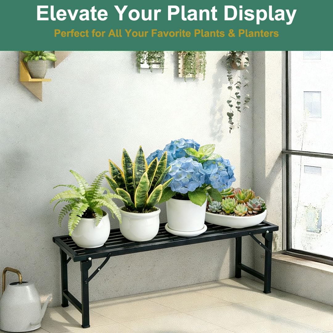 Funpisum styled in living room showing decorative plant display benefit