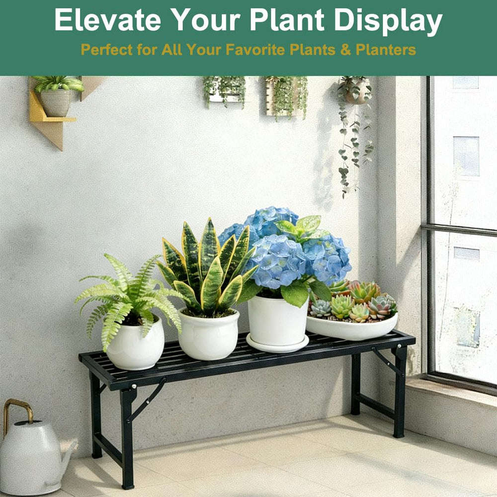 Funpisum styled in living room showing decorative plant display benefit