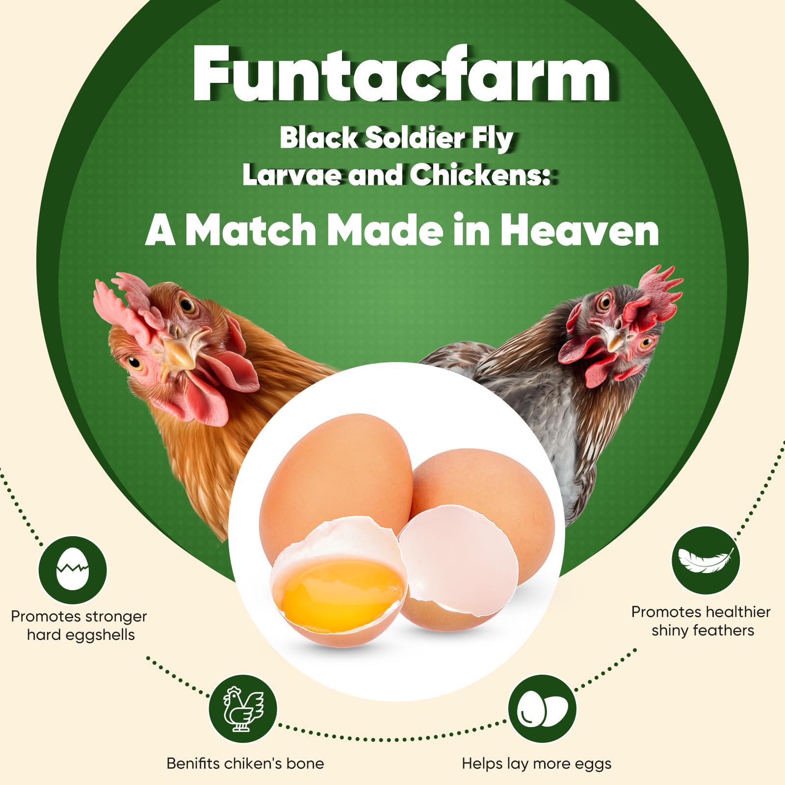 Funtacfarm bowl of larvae being offered to chickens encouraging feeding