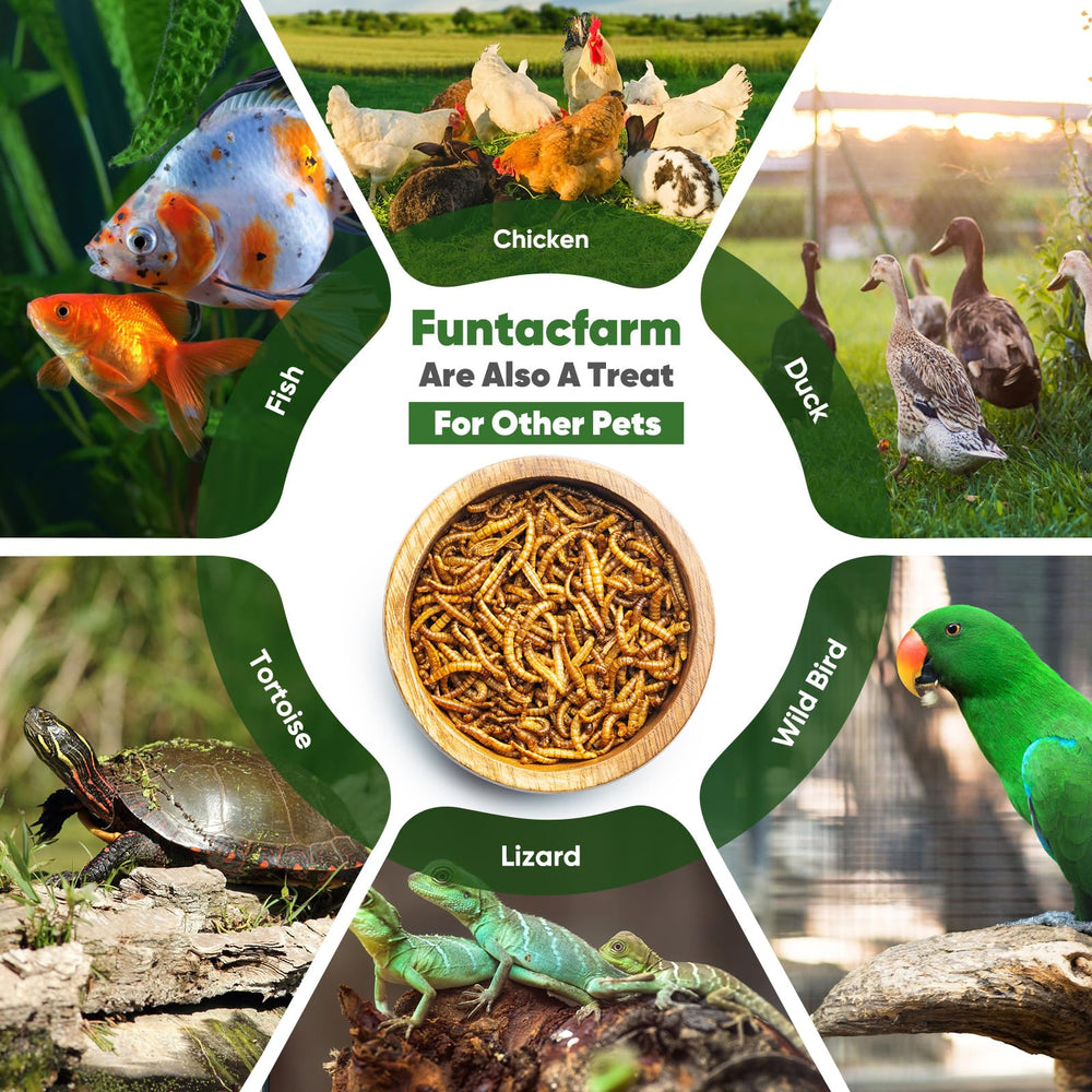 Funtacfarm free-range chickens pecking BSFL encouraging natural foraging