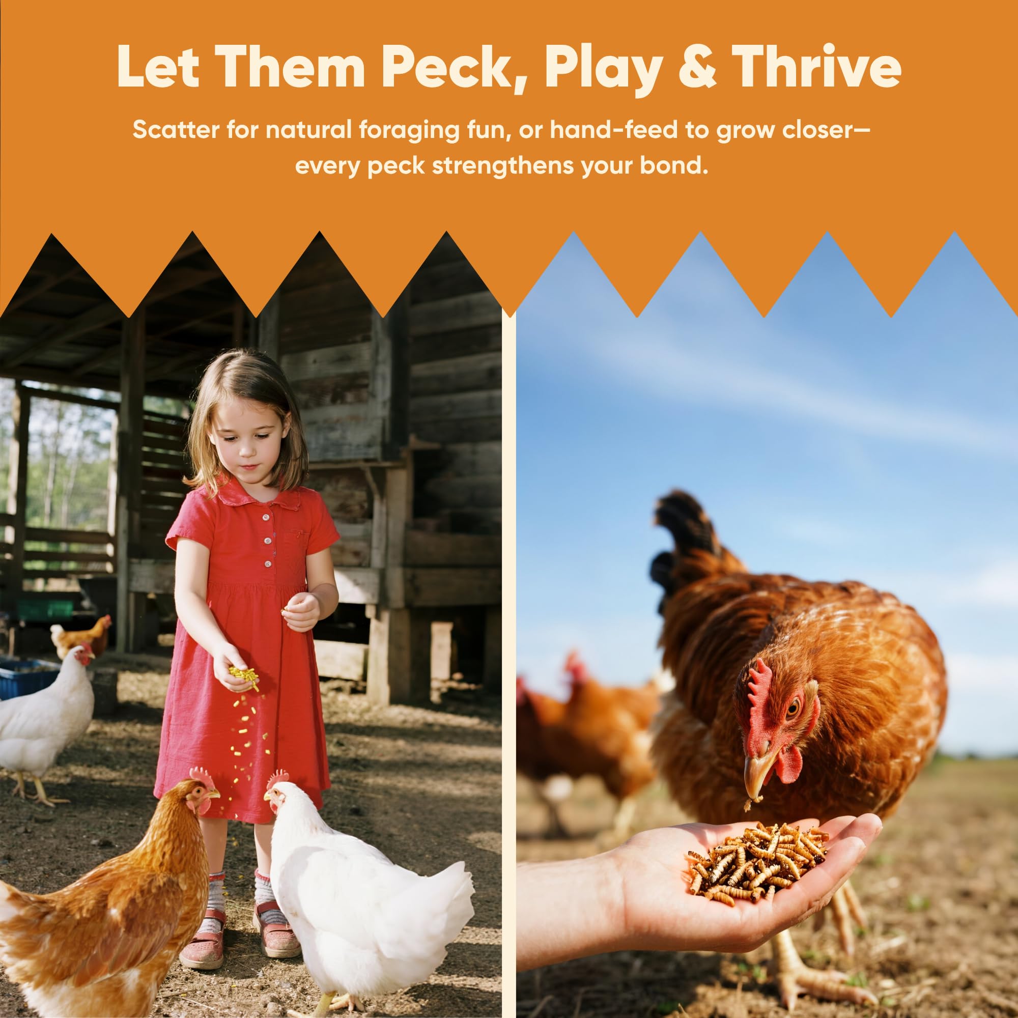 Funtacfarm backyard flock scene with chickens and ducks enjoying larvae benefit