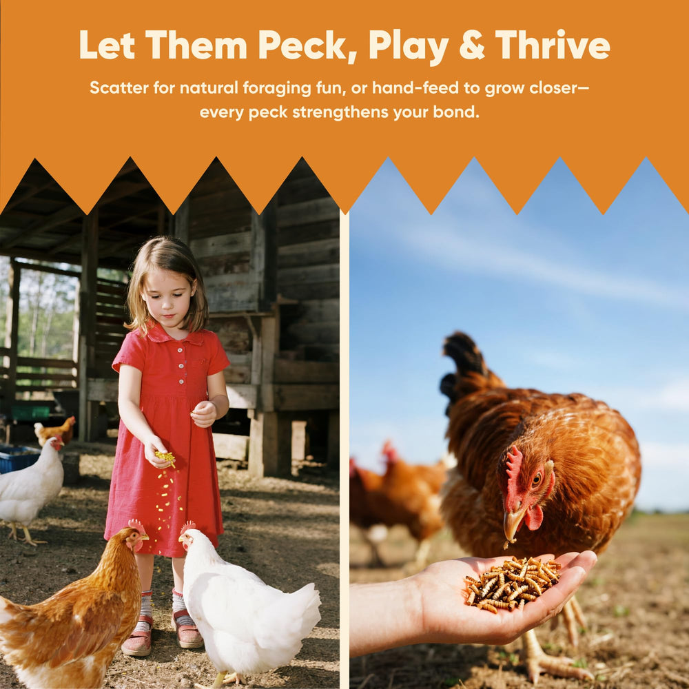 Funtacfarm backyard flock scene with chickens and ducks enjoying larvae benefit