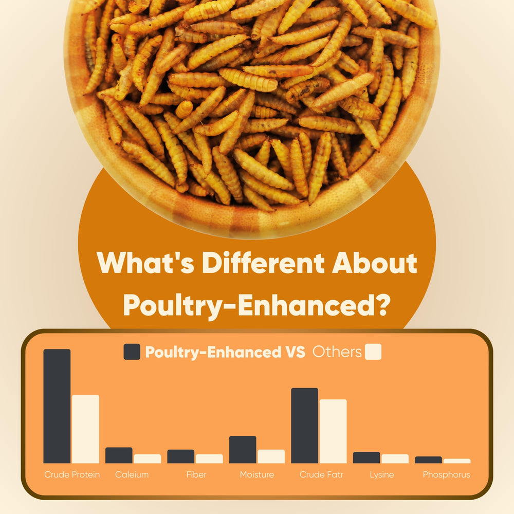 Funtacfarm larvae next to scale to show 10LB quantity and value benefit