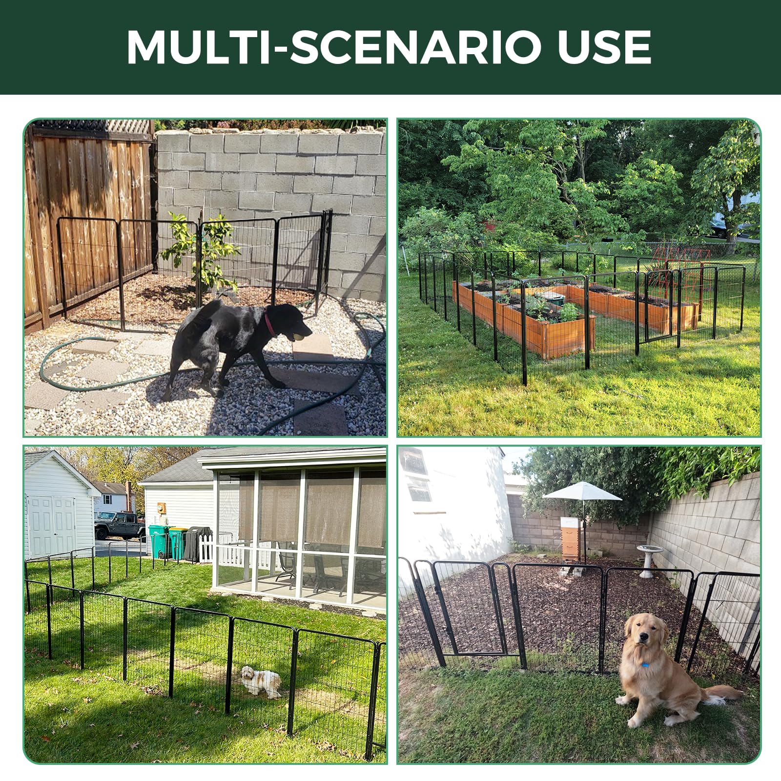 FXW in backyard with small dog kept out of planting area for peace of mind