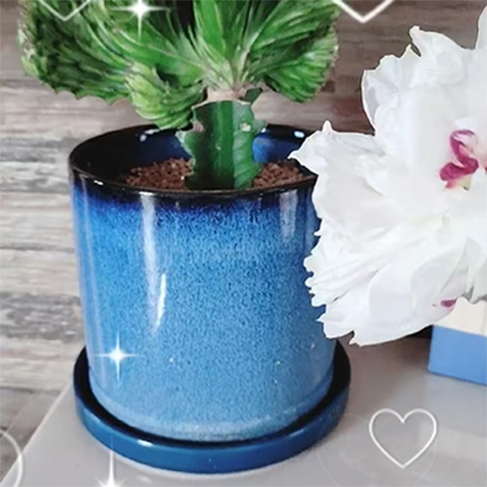 Fzfeiyy lifestyle shelf display complements home decor