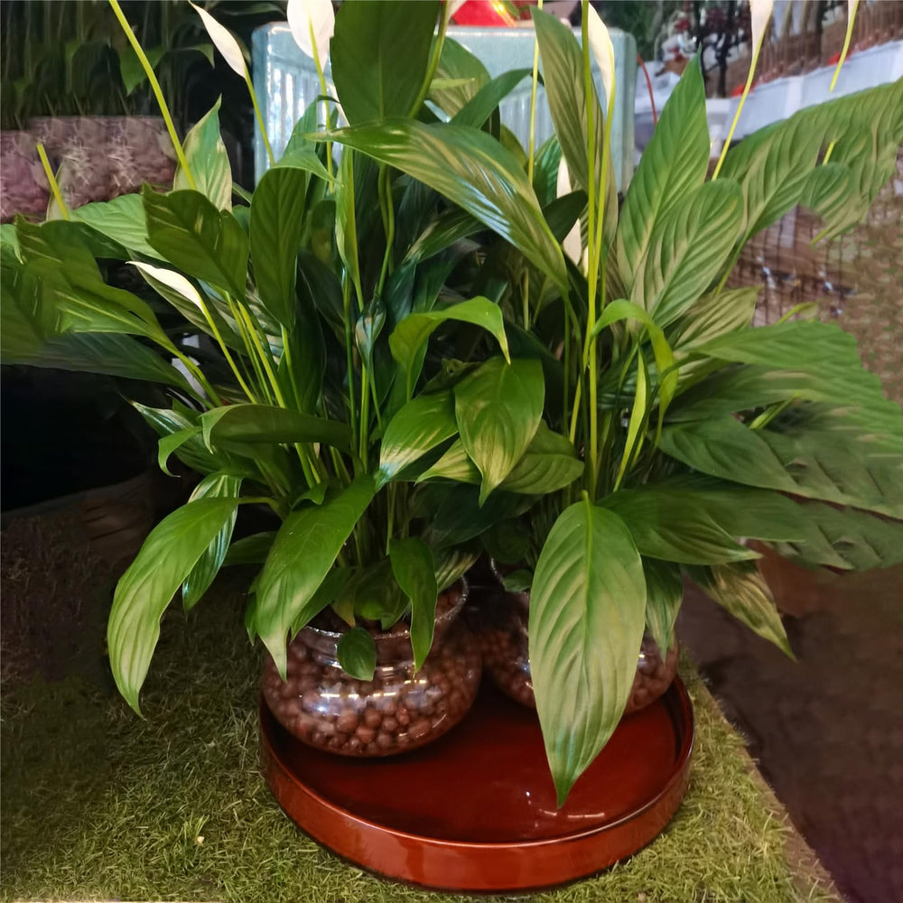 Fzfeiyy saucer styled on patio protecting surfaces and adding decor