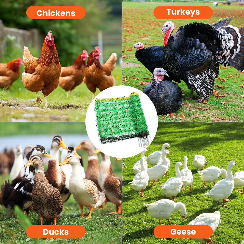 FZIFZI netting installed around a backyard flock showing predator protection benefit