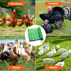 FZIFZI netting installed around a backyard flock showing predator protection benefit