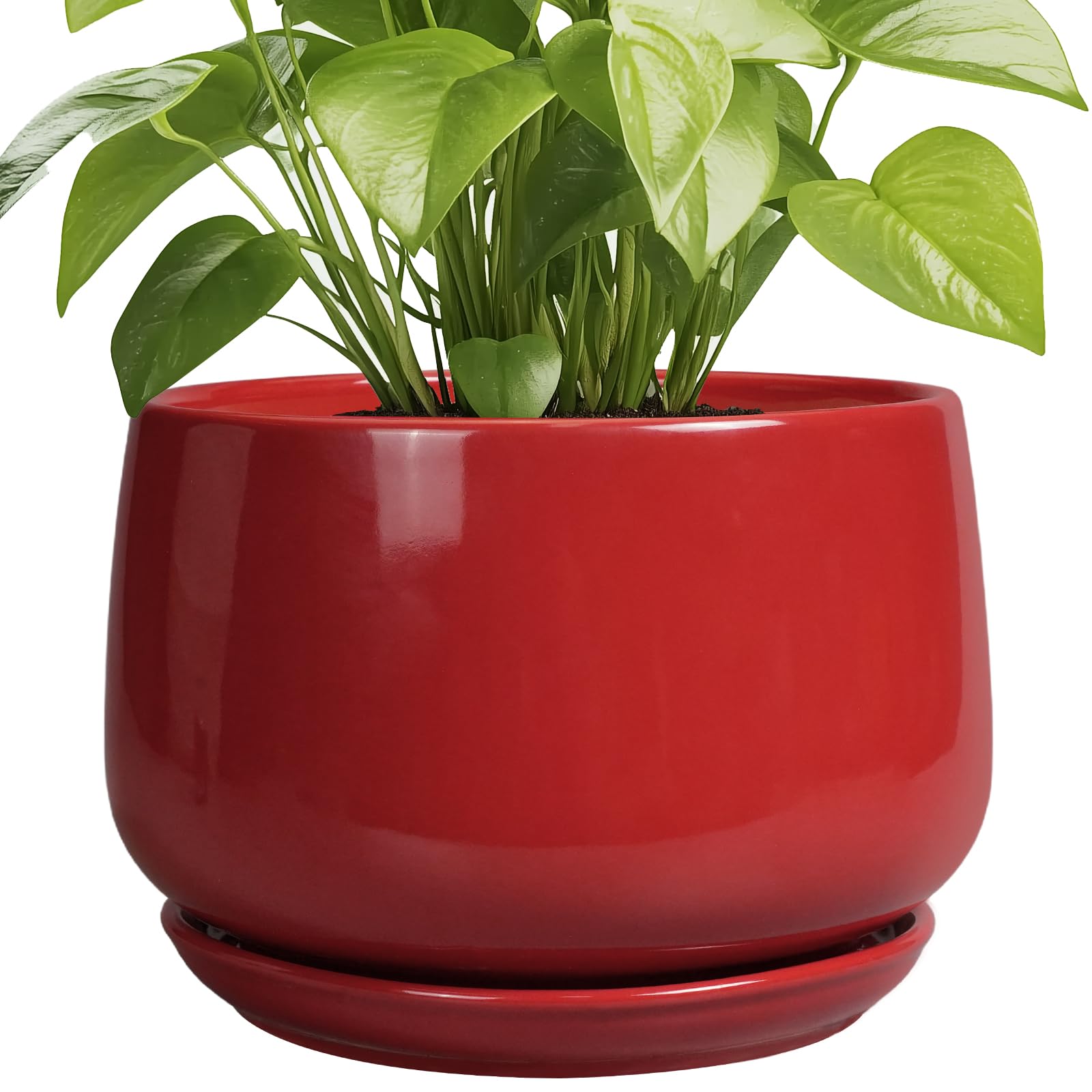 G EPGardening maceta frontal roja que realza la decoración