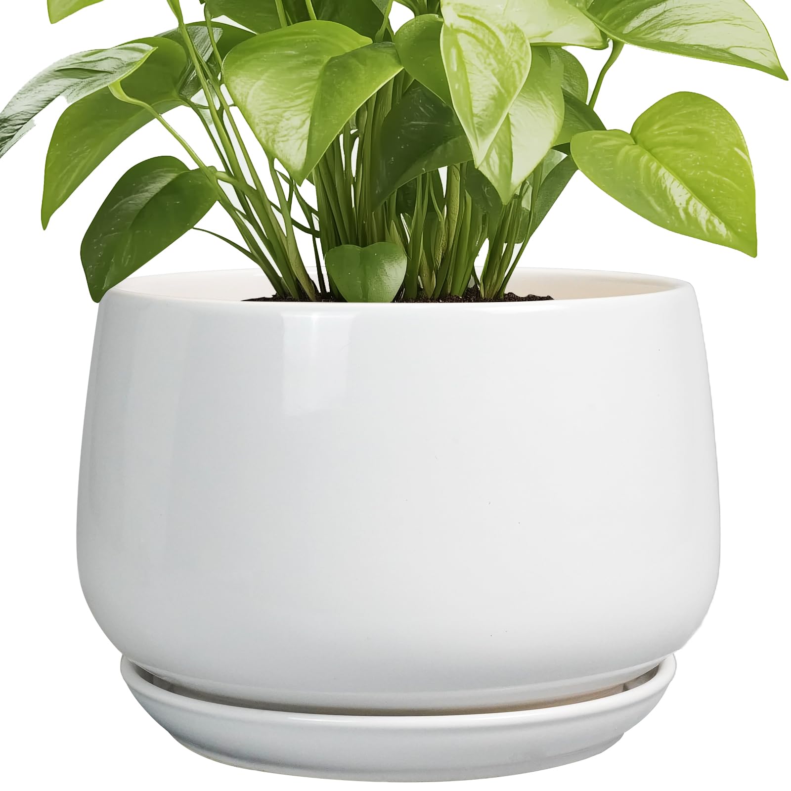 G EPGardening maceta frontal blanca elegante y resistente