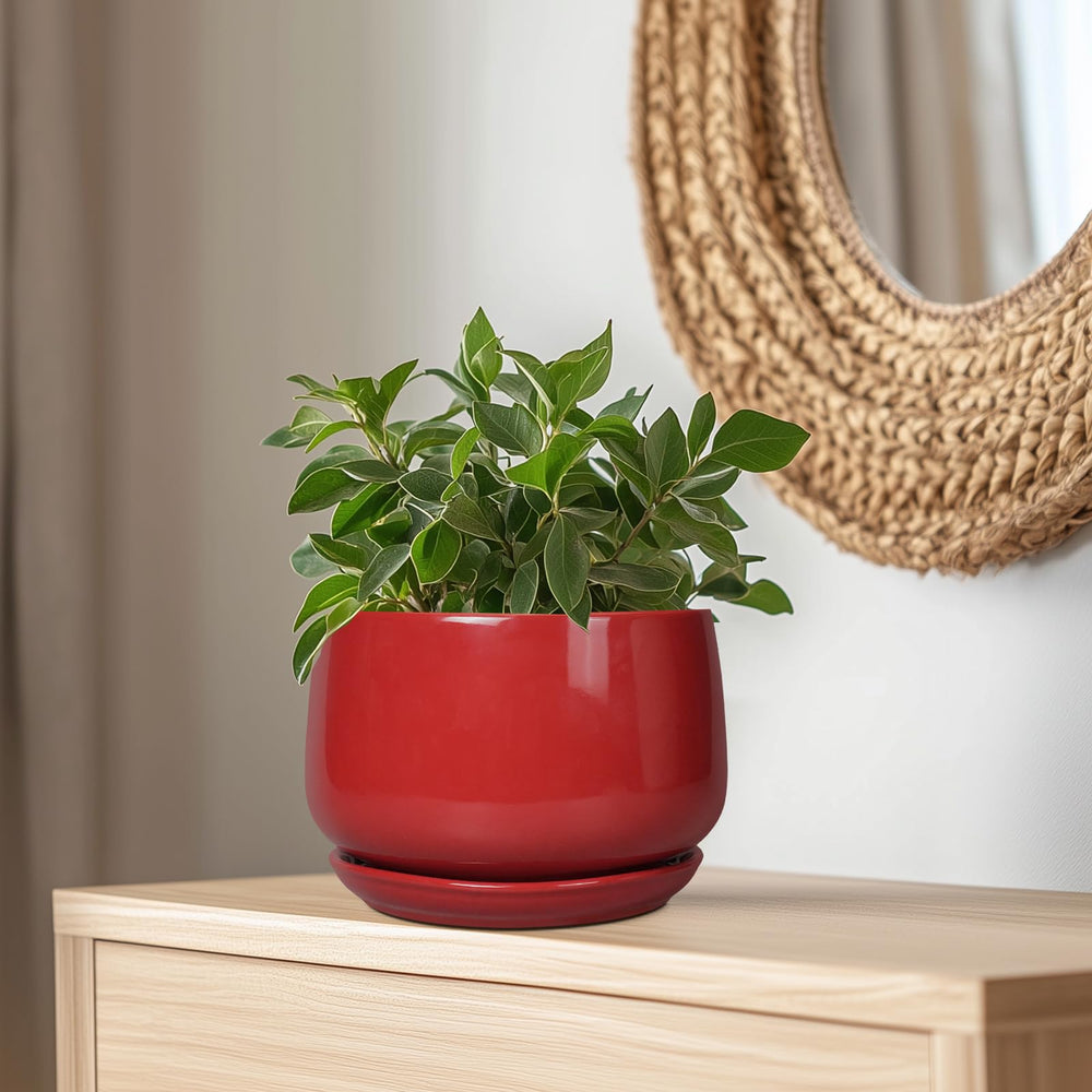 G EPGardening comparación de tamaño junto a una planta mediana