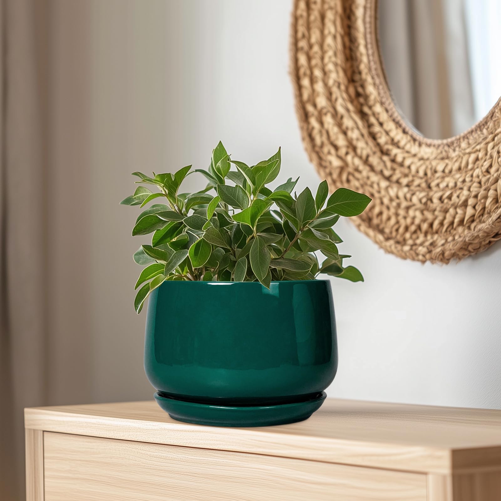 G EPGardening maceta con suculenta en interior, aporta verde y estilo moderno