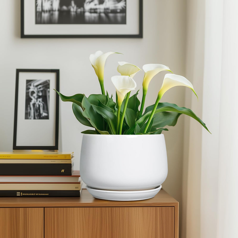 G EPGardening maceta con suculenta promueve riego controlado