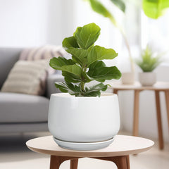 G EPGardening maceta colocada en salón mejora decoración interior