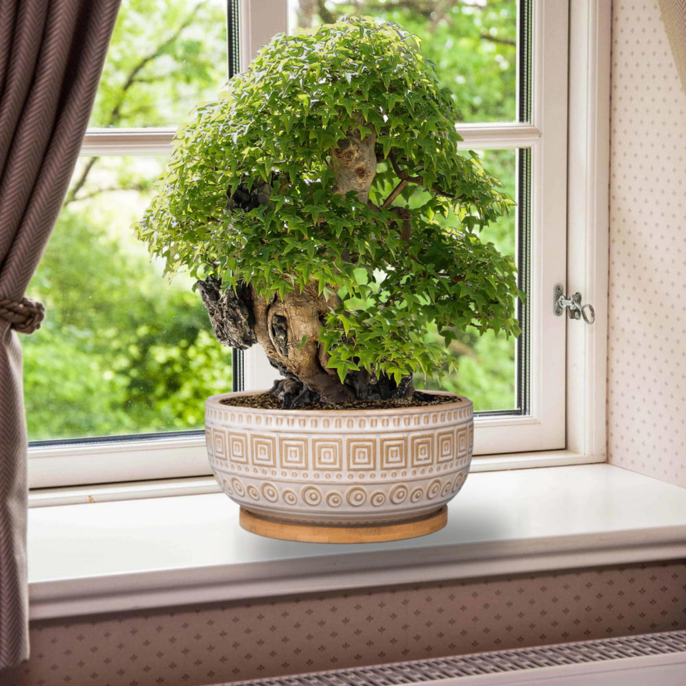G EPGardening planter with succulent on windowsill enhances indoor greenery display