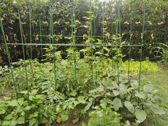 G-LEAF single 6 ft stake full length illustrating tall plant support