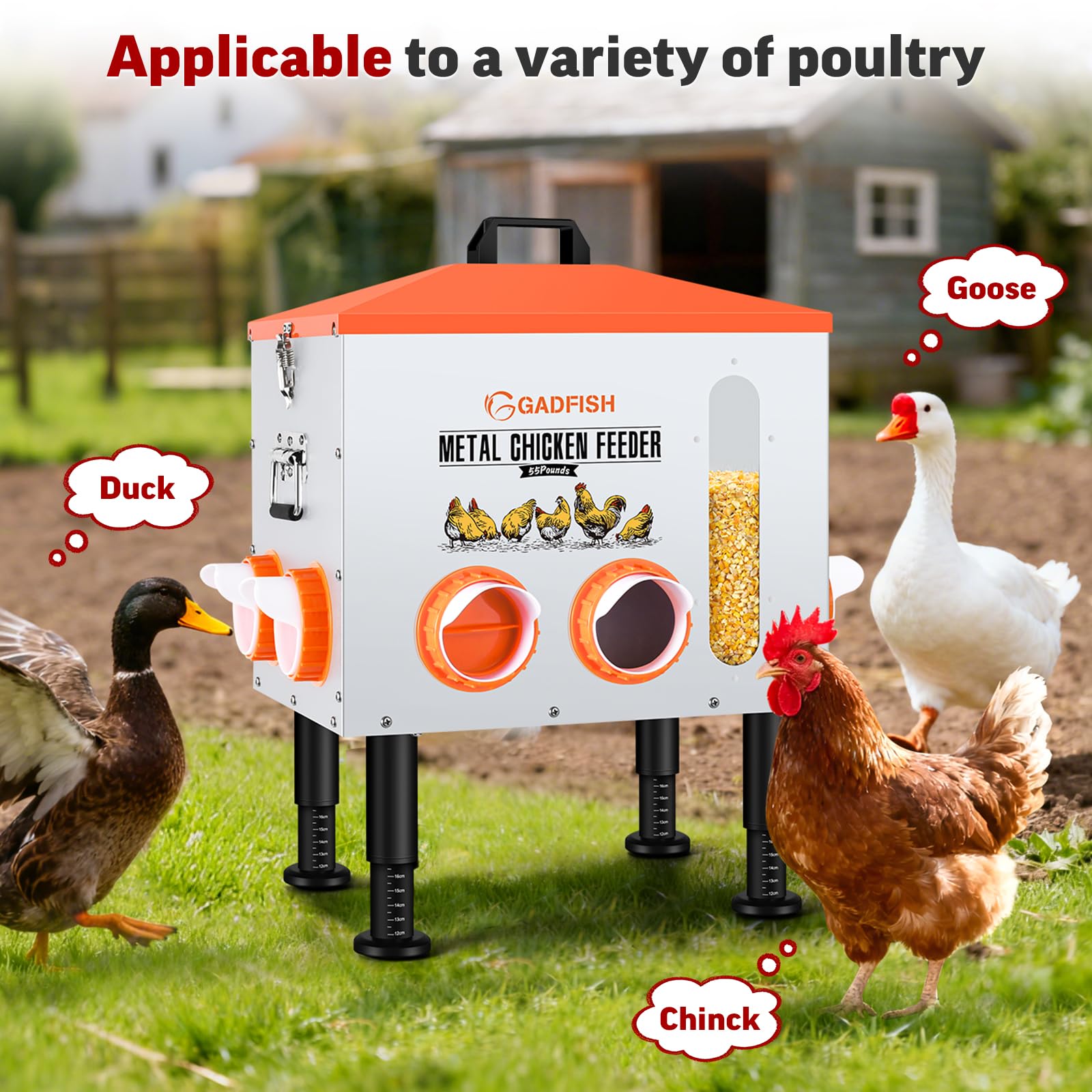 GADFISH feeder placed in backyard with chickens using it comfortably