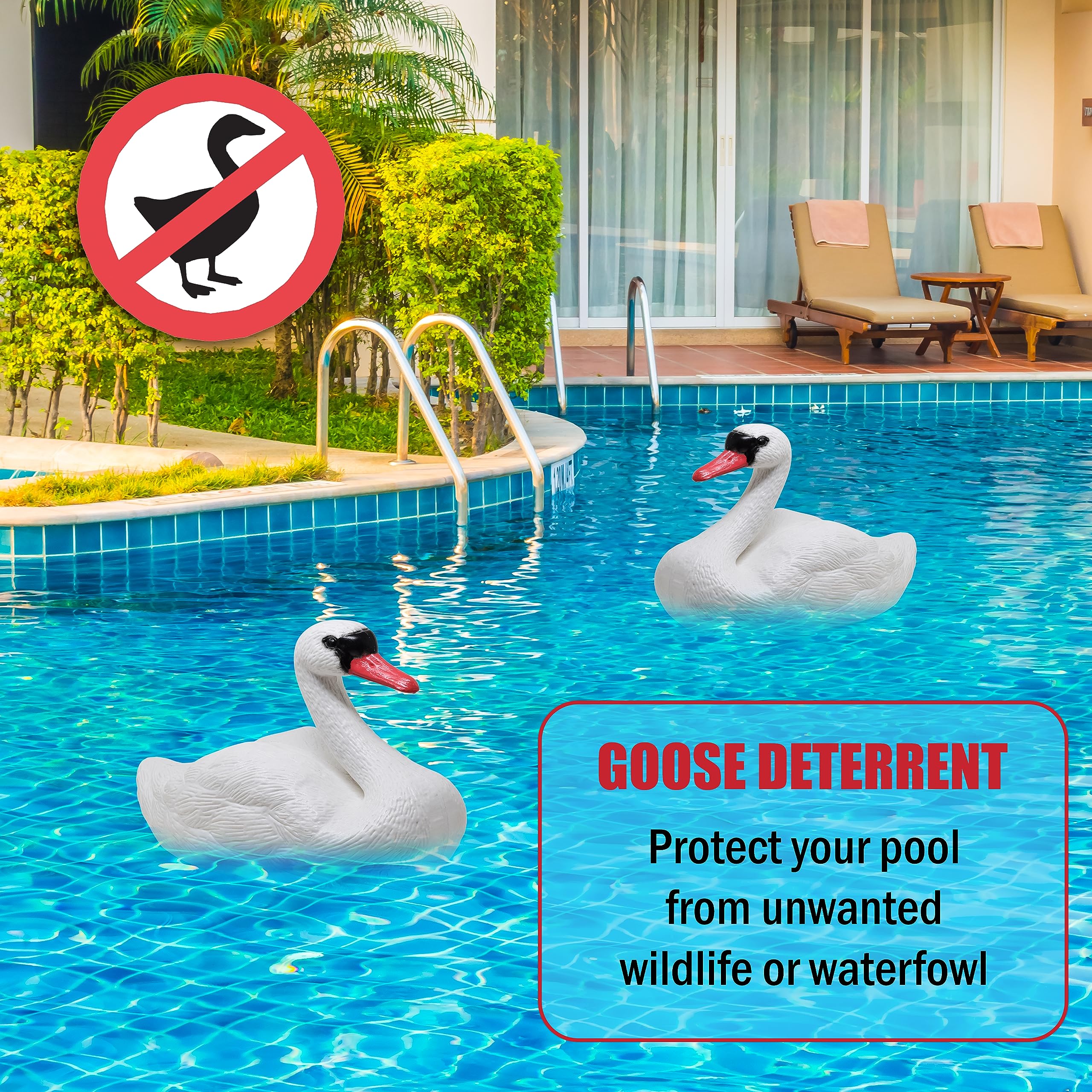 Galashield swan decoy floating in pool improving appearance and deterring geese