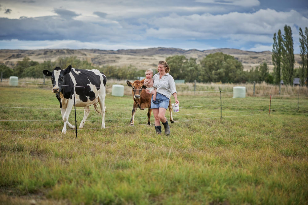 Gallagher fence in use with cattle showing effective rotational grazing containment benefit