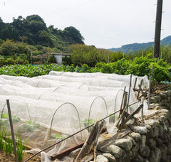 Garden Tailor covering fruit tree showing insect exclusion without shading benefit