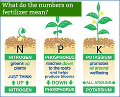 Gardenera used on potted avocado tree demonstrating container feeding benefit