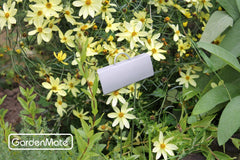 GardenMate label in pot demonstrating visibility and tidy plant identification