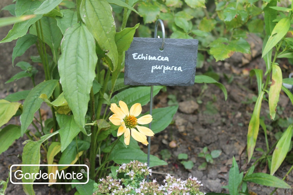 GardenMate hanging label in potted herb showing easy visibility and tidy organization