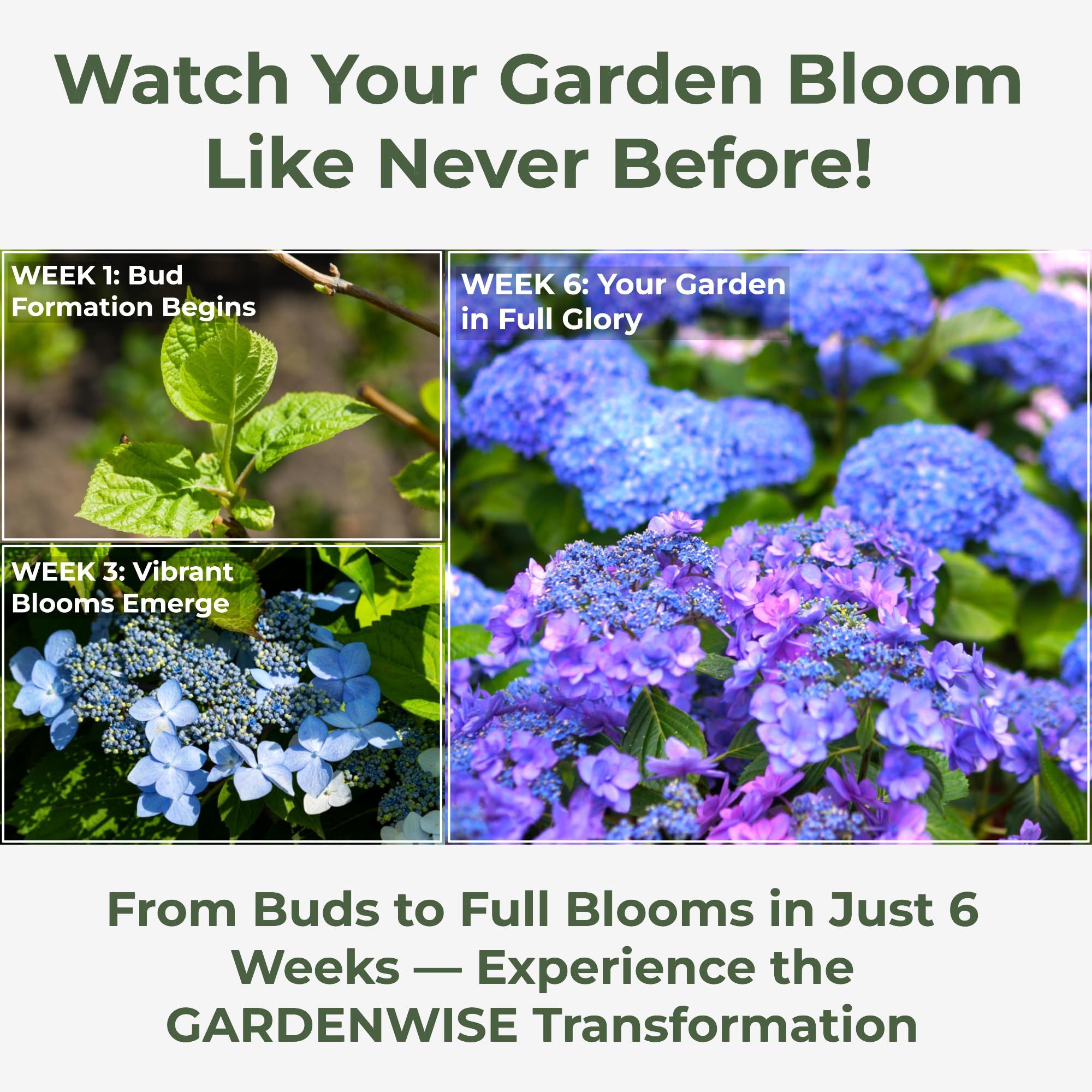 GARDENWISE potted hydrangea with brighter blooms after feeding
