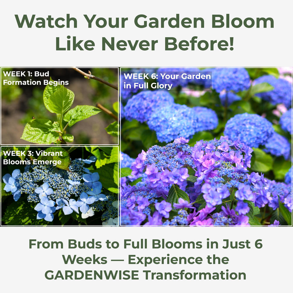 GARDENWISE potted hydrangea with brighter blooms after feeding