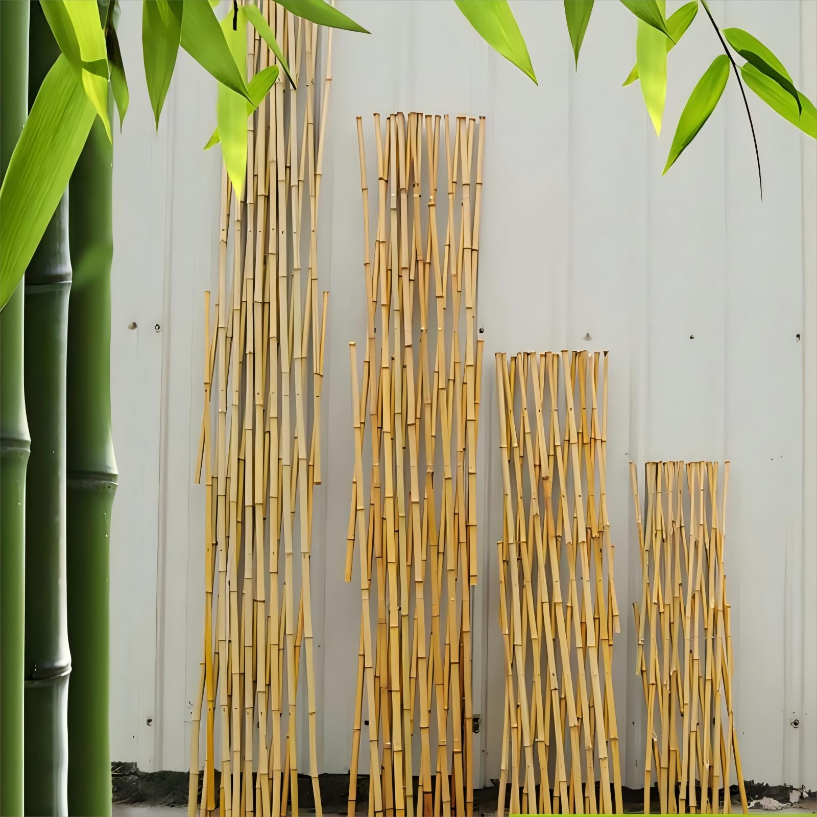 Gardgue trellis supporting climbing roses for greener vertical garden