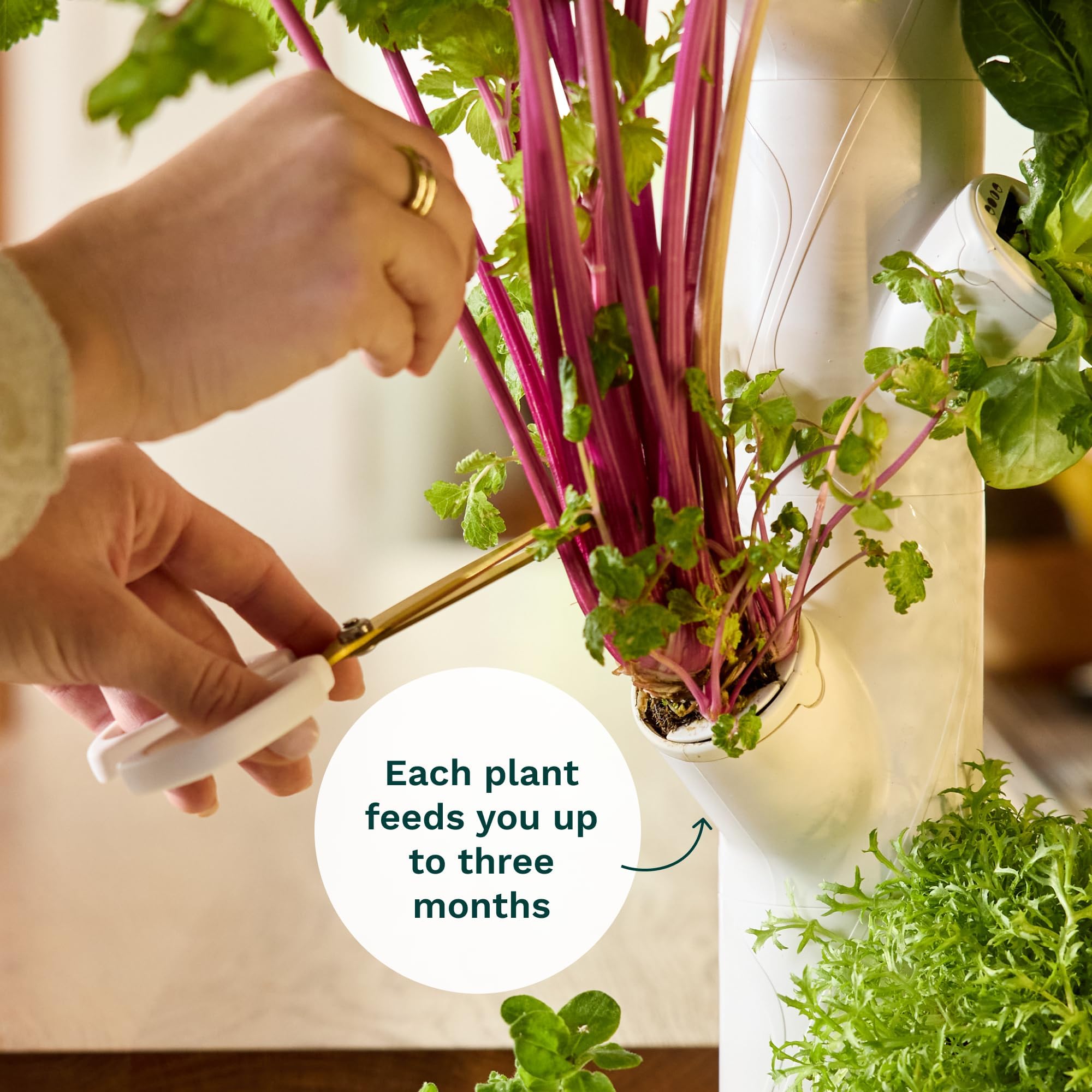 GARDYN harvest-ready greens on the tower showing plentiful produce and freshness benefit