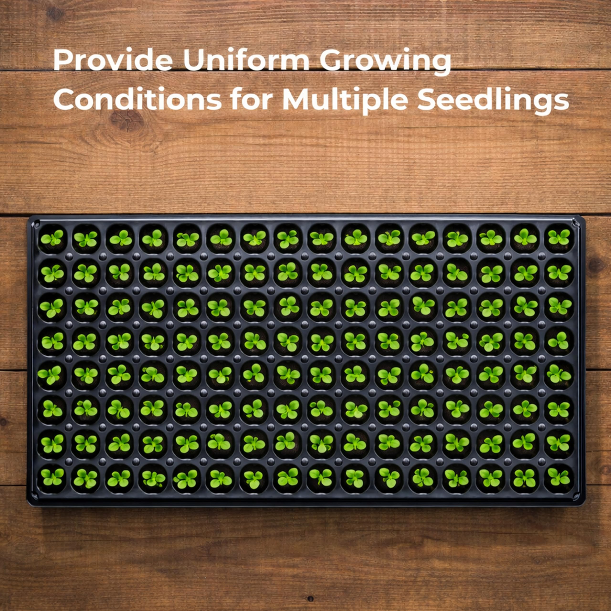 Gardzen close-up of tapered cell design promoting healthy downward root growth
